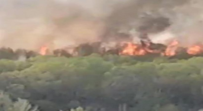 Domuzlar için ormanı yaktılar