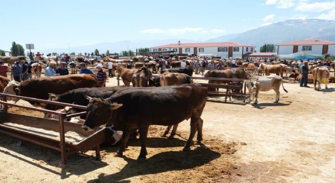 Erzincan’da şap karantinası