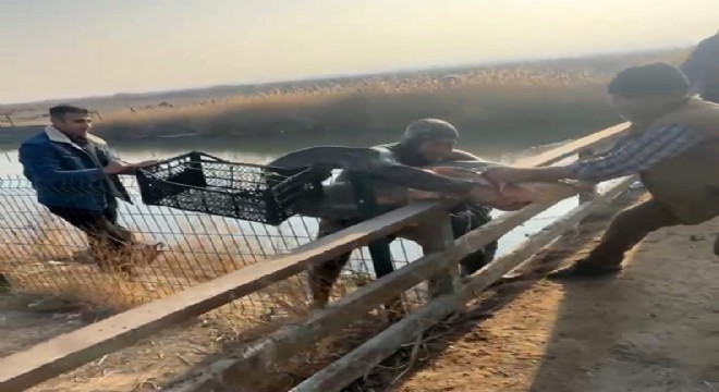 Karasu da çıplak elle yayın balığı avı