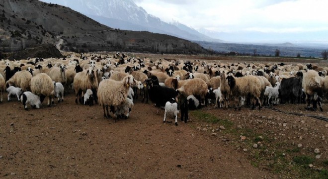 Koyun ve kuzuların göz yaşartan buluşması