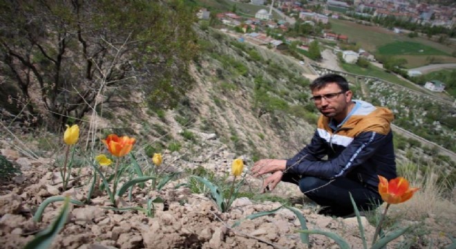 Lale Dağı çiçeklerle bezendi