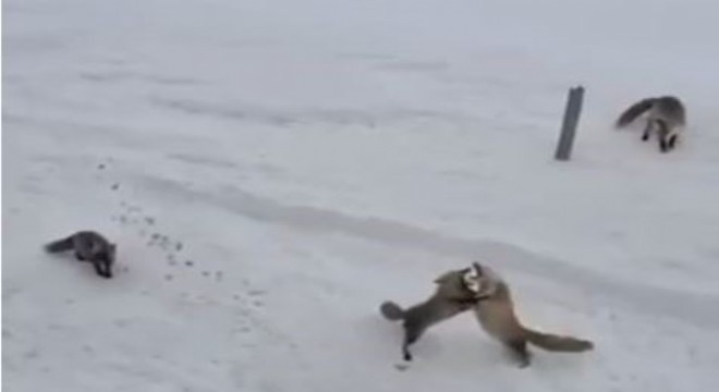 Tilkilerin  ekmek kavgası  kameraya yansıdı