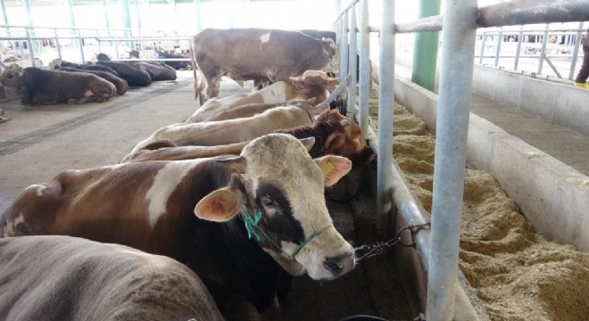 Uzmanından 'Deli dana' uyarısı