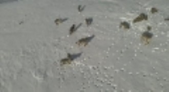 Karayazı'da kurt sürüsü gündüz vakti görüntülendi