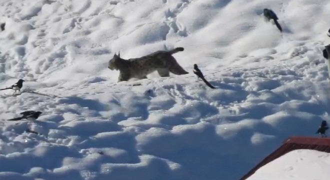 İspir de belgeselleri aratmayan görüntü