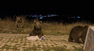 Sarıkamış'ta ayılarla karşılaşmak rutin oldu